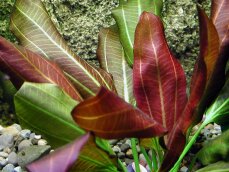 Echinodorus xbarthii, Osiris doppelt rot