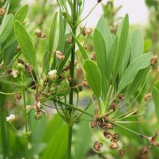 Echinodorus horemanii green