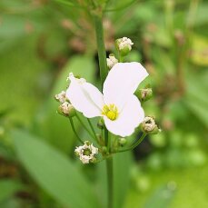 Echinodorus horemanii green