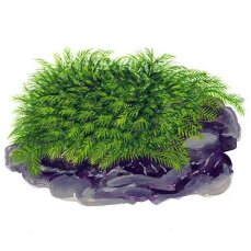 Fissidens fontanus, Quellenliebendes Spaltzahnmoos
