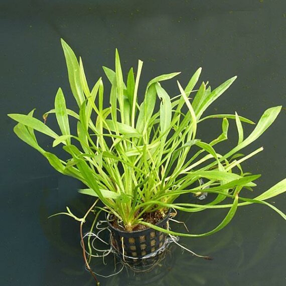 Helanthium bolivianum Angustifolius - schmalblättrige Sumpfbluete