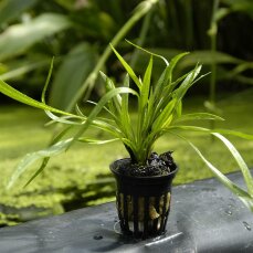 Helanthium bolivianum Angustifolius - schmalblättrige Sumpfbluete