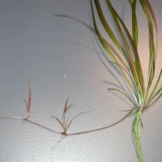 Helanthium bolivianum Angustifolius - schmalblättrige Sumpfbluete