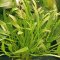 Helanthium bolivianum Angustifolius - schmalblättrige Sumpfbluete