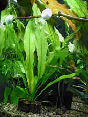 Echinodorus major, Gewelltblättrige Schwertpflanze