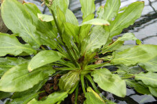 Echinodorus major, Gewelltblättrige Schwertpflanze