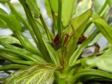 Echinodorus major, Gewelltblättrige Schwertpflanze