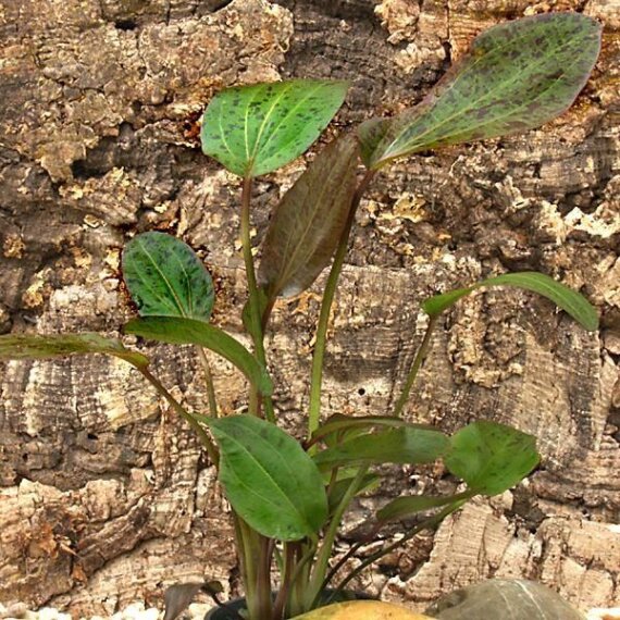 Echinodorus Ozelot rot, Roter Ozelot getopft