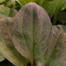 Echinodorus Ozelot rot, Roter Ozelot getopft