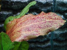 Echinodorus Ozelot rot, Roter Ozelot getopft