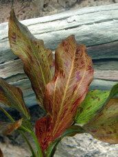 Echinodorus Ozelot rot, Roter Ozelot getopft
