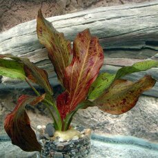 Echinodorus Ozelot rot, Roter Ozelot getopft