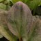Echinodorus Ozelot rot, Roter Ozelot getopft