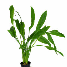 Echinodorus parviflorus, schwarze Amazonaspflanze