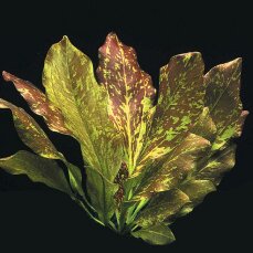 Echinodorus Red Flame - rotgeflammte Schwertpflanze