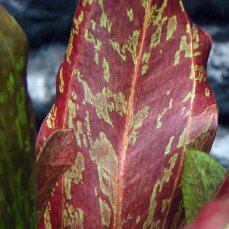 Echinodorus Red Flame - rotgeflammte Schwertpflanze