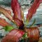 Echinodorus Red Flame - rotgeflammte Schwertpflanze