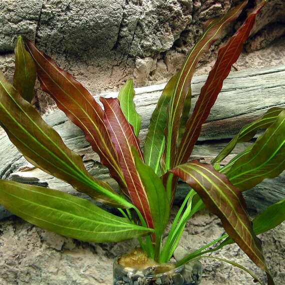 Echinodorus Rubin - rubinrote Aquarienpflanze