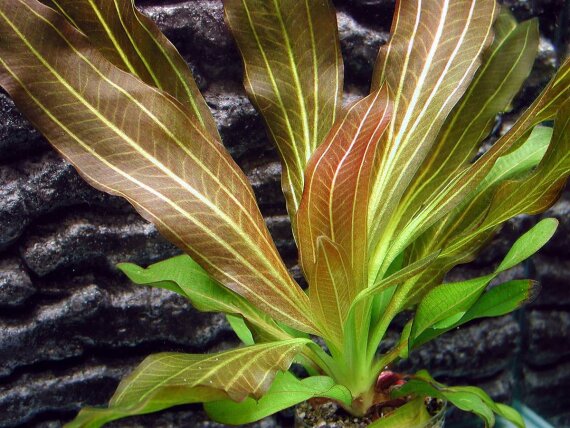 Echinodorus Rubin - rubinrote Aquarienpflanze submers gewachsen