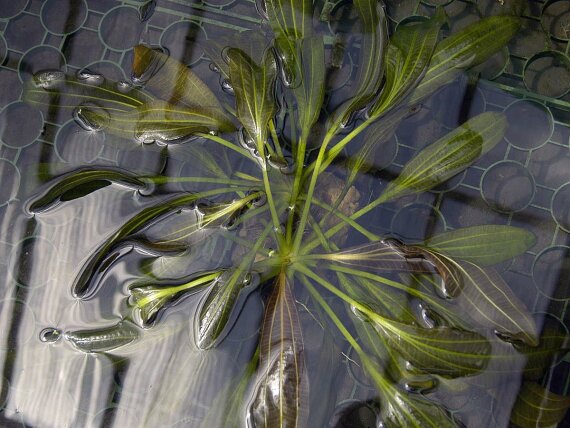 Echinodorus Rubin - rubinrote Aquarienpflanze submers gewachsen