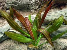 Echinodorus Rubin - rubinrote Aquarienpflanze