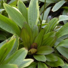 Echinodorus Rubin - rubinrote Aquarienpflanze