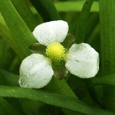 Helanthium tenellum, Echinodorus tenellus,...