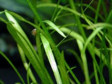 Helanthium tenellum, Echinodorus tenellus, Zwergschwertpflanze
