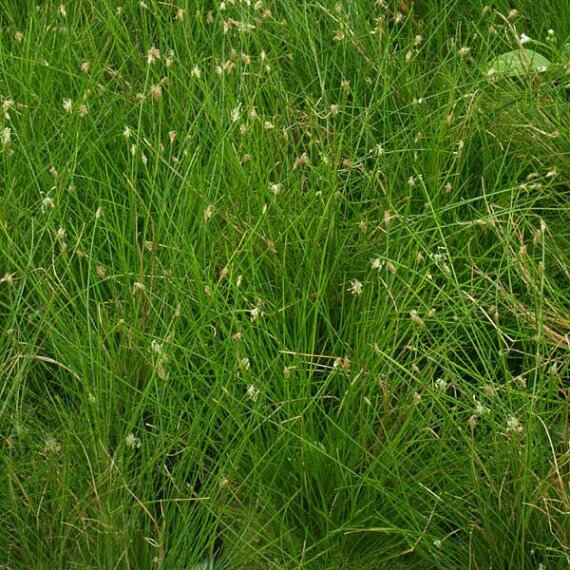 Eleocharis acicularis(parvula) Nadelsimse Vorder- Mittelgrundpflanze
