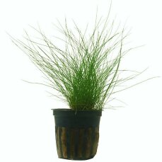 Eleocharis acicularis - Nadelsimse Vorder-...