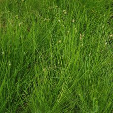 Eleocharis acicularis - Nadelsimse Vorder- Mittelgrundpflanze