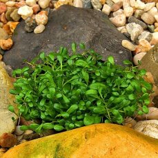 Glossostigma elatinoides, australisches Zungenblatt