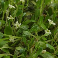 Glossostigma elatinoides, australisches Zungenblatt