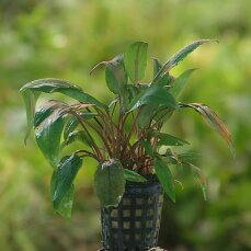 Gewellter Wasserkelch, Cryptocoryne undulata