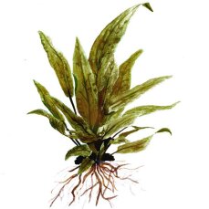 Gewellter Wasserkelch, Cryptocoryne undulata