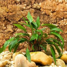 Gewellter Wasserkelch, Cryptocoryne undulata