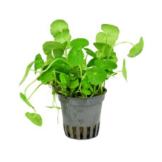 Hydrocotyle leucocephala, Brasilianischer Wassernabel