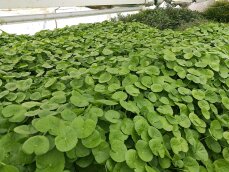 Hydrocotyle leucocephala, Brasilianischer Wassernabel