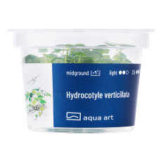 Hydrocotyle verticillata, amerikanischer Wassernabel InVitro