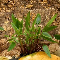 Cryptocoryne petchii, Schmalblättriger Wasserkelch...