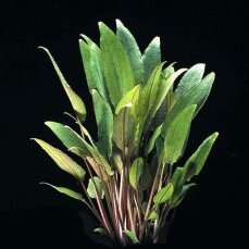 Cryptocoryne petchii, Schmalblättriger Wasserkelch getopft