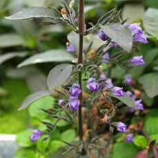 Hygrophila corymbosa stricta, Riesenwasserfreund,...