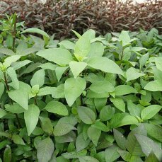 Hygrophila corymbosa stricta, Riesenwasserfreund,...