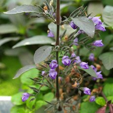 Hygrophila corymbosa stricta, Riesenwasserfreund, Kirschblattpflanze