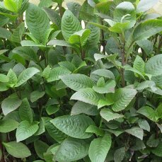 Hygrophila corymbosa stricta, Riesenwasserfreund, Kirschblattpflanze