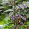 Hygrophila corymbosa stricta, Riesenwasserfreund, Kirschblattpflanze