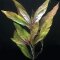 Hygrophila corymbosa stricta, Riesenwasserfreund, Kirschblattpflanze