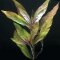 Hygrophila corymbosa stricta, Riesenwasserfreund, Kirschblattpflanze