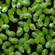 Schwimmpflanze Lemna minor - Kleine Wasserlinse in Dose