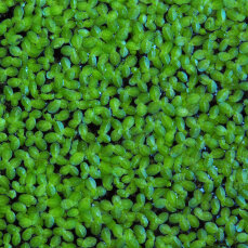 Schwimmpflanze Lemna minor - Kleine Wasserlinse in Dose